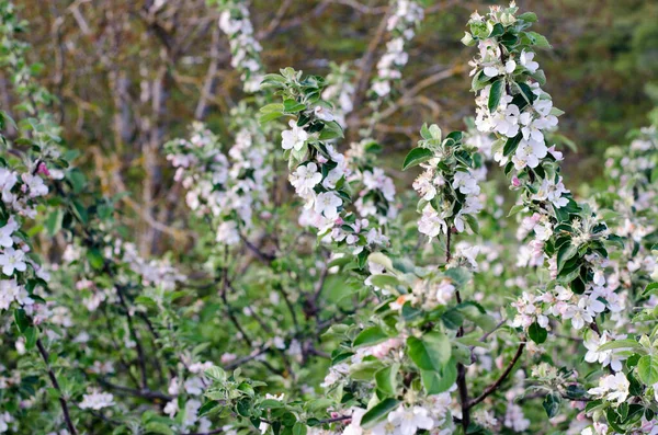 Scény Třešňových Květů Jaře — Stock fotografie