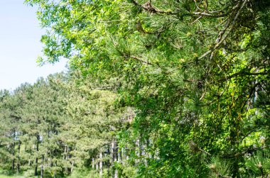 Baharda başrol oyuncusu olarak çimenli manzara fotoğrafları koleksiyonu..