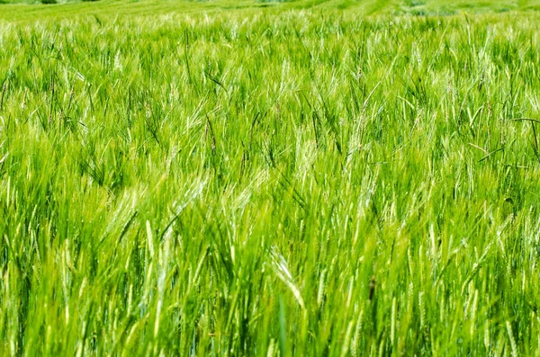 Koleksi Foto Foto Lanskap Dengan Rumput Sebagai Protagonis Musim Semi — Stok Foto