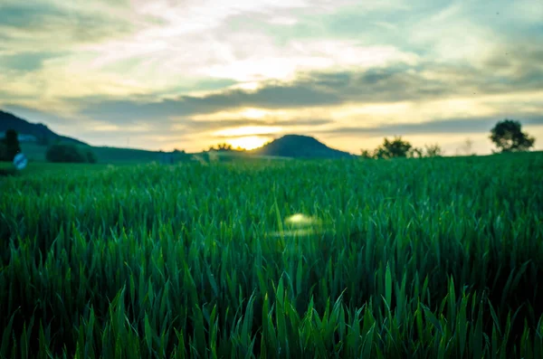 Collection Photographs Landscapes Grass Protagonist Spring — Stock Photo, Image