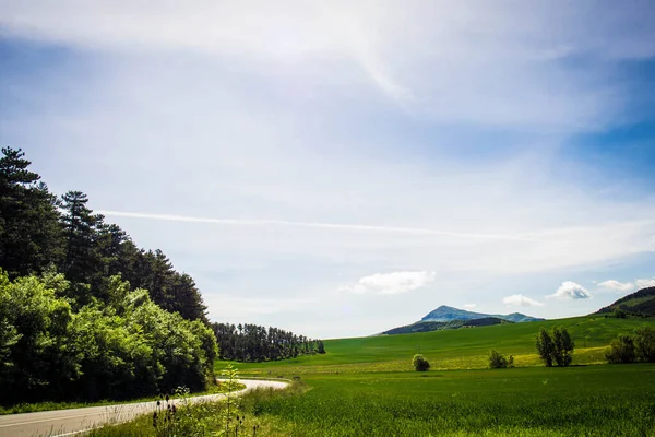 Baharda başrol oyuncusu olarak çimenli manzara fotoğrafları koleksiyonu..