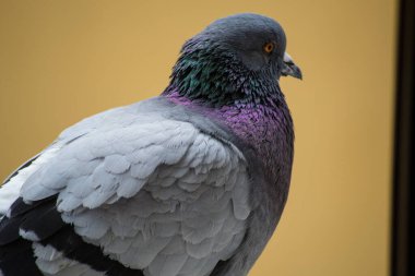 Şehir güvercini fotoğrafları koleksiyonu. Ayrıntılı çeşitli planlar, bir pencereden görülüyor, ...