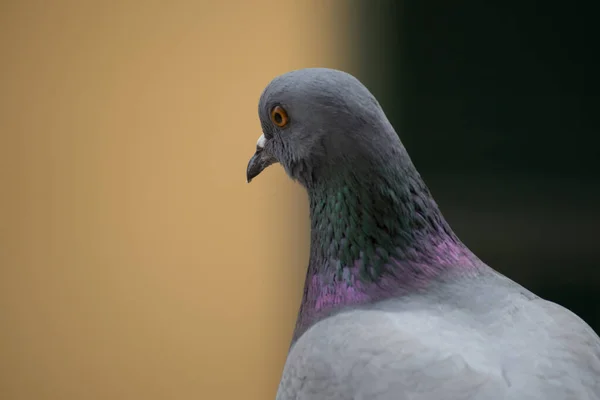 Collection Photographies Pigeons Ville Différents Types Plans Avec Des Détails — Photo