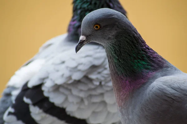 Collection Photographs City Pigeon Various Types Plans Details Seen Window — Stock Photo, Image