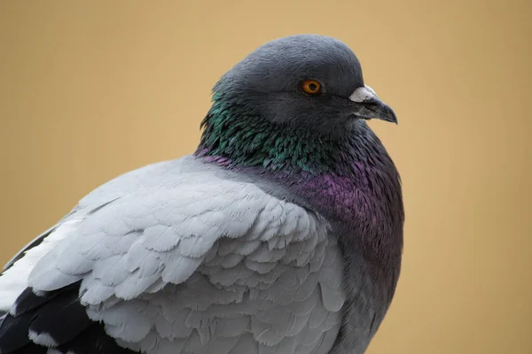 Collection Photographs City Pigeon Various Types Plans Details Seen Window — Stock Photo, Image