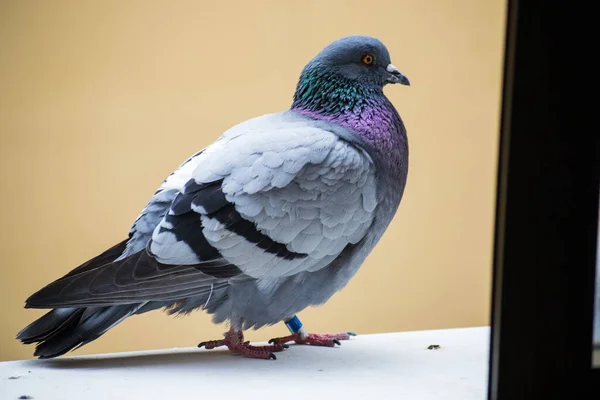 Collection Photographies Pigeons Ville Différents Types Plans Avec Des Détails — Photo