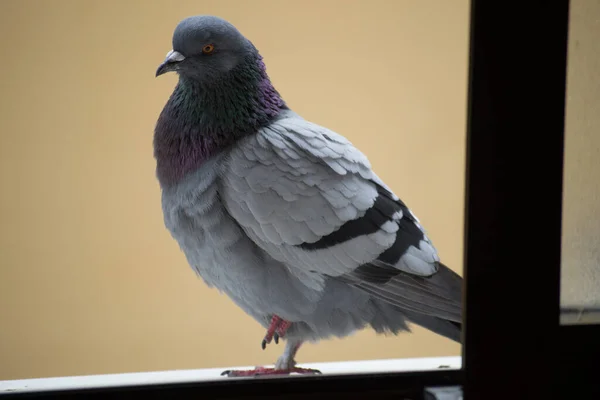 Collection Photographs City Pigeon Various Types Plans Details Seen Window — Stock Photo, Image