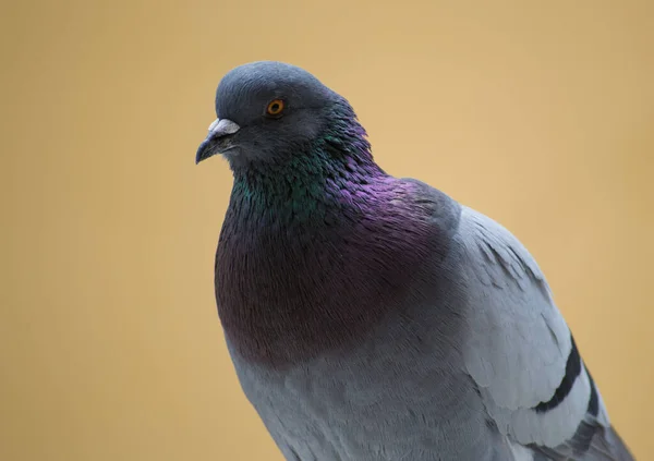 Collection Photographs City Pigeon Various Types Plans Details Seen Window — Stock Photo, Image