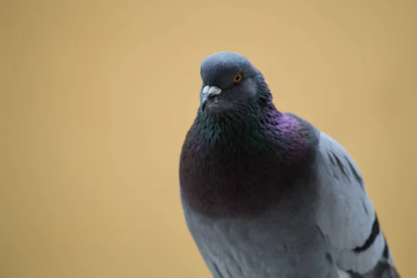 Collection Photographies Pigeons Ville Différents Types Plans Avec Des Détails — Photo