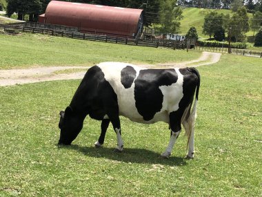 Yeni Zelanda 'da bir süt ineği.