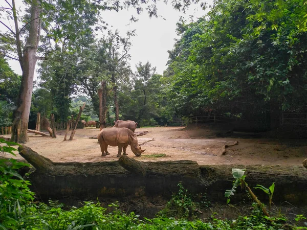 Носорог Сингапуре — стоковое фото