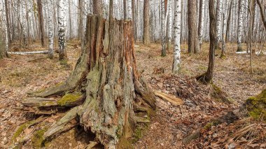 Parktaki güzel kütükler ve ağaçlar