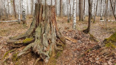 Parktaki güzel kütükler ve ağaçlar