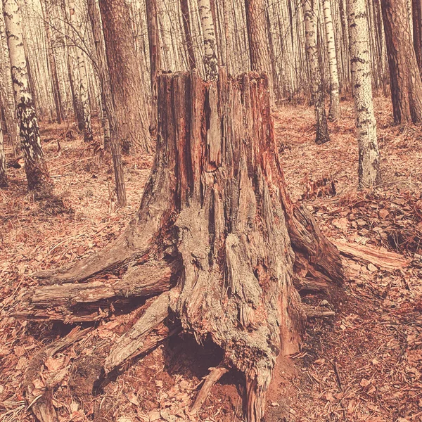 Beautiful stumps and tree in the park — Stock Photo, Image