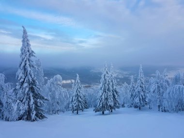 Kış ormanlarında kar tepelerinde fidan ağaçları