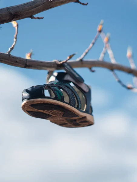 Baby Shoes Hanging Branch — Stock Photo, Image