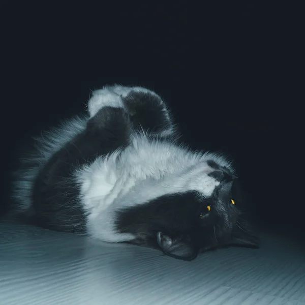 这只猫抬起爪子仰卧在地上 — 图库照片