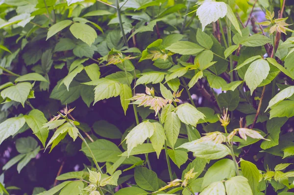 Green Hedge Maple Bush Green Foxes — Stock Photo, Image