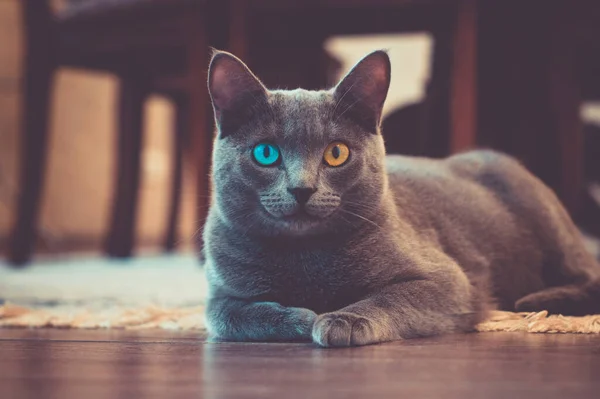 Gato Con Ojo Amarillo Uno Azul Yace Sala Estar Fondo —  Fotos de Stock