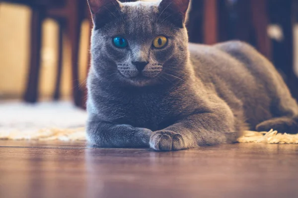 客厅里躺着一只一只黄眼睛蓝眼睛的猫 背景模糊不清 — 图库照片