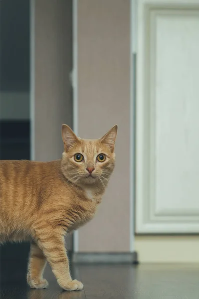 Кіт Підлозі Вітальні Позує Камери — стокове фото
