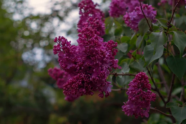 Bunches Lilac Green Leaves Blurred Background Nature — Stock Photo, Image