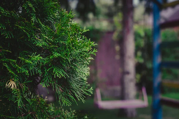 Fir Branches Blurry Background Swing Garden — Stock Photo, Image