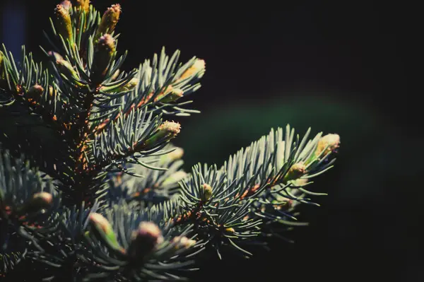 Fir Branches Black Background — Stock Photo, Image