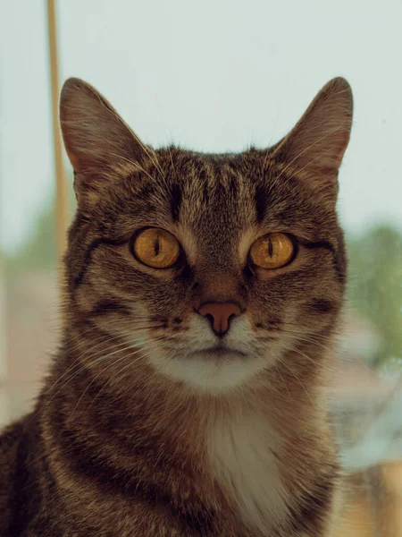 Gato Siberiano Marrón Posando Sobre Fondo Una Pared Ladrillo — Foto de Stock