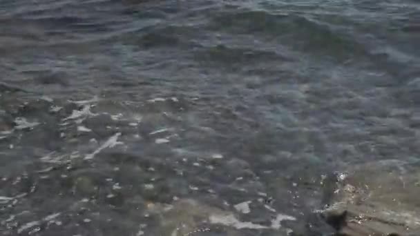 Deniz Dalgaları Doymamış Tam 1080P Fps Kbps — Stok video