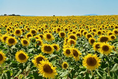 Provence, Fransa 'da parlak ayçiçeklerinin açtığı büyük bir tarla.