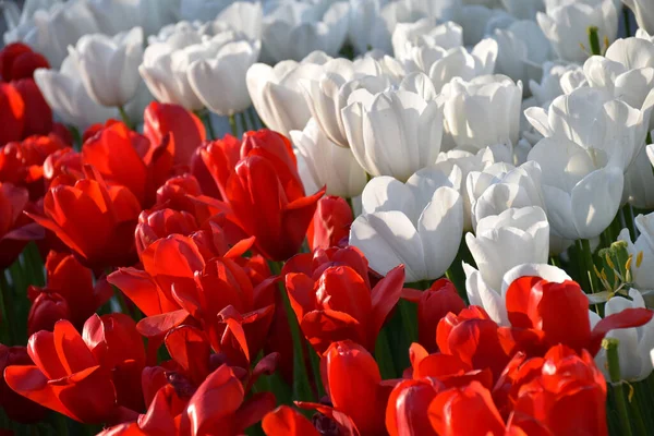Red and white tulips. Photo taken at the Tulip Festival in Emirgan Park, Istanbul, Turkey
