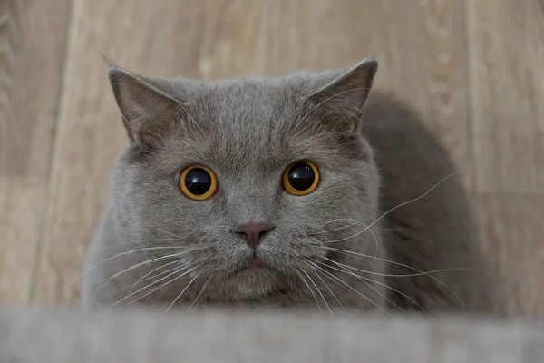 Gato Cinza Bonito Olha Para Câmera Com Grandes Olhos Redondos — Fotografia de Stock