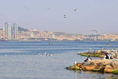 Akşama kadar Boğaz 'ın kıyısında dinlenin. İstanbul, Türkiye. Etrafta bir sürü martı var.