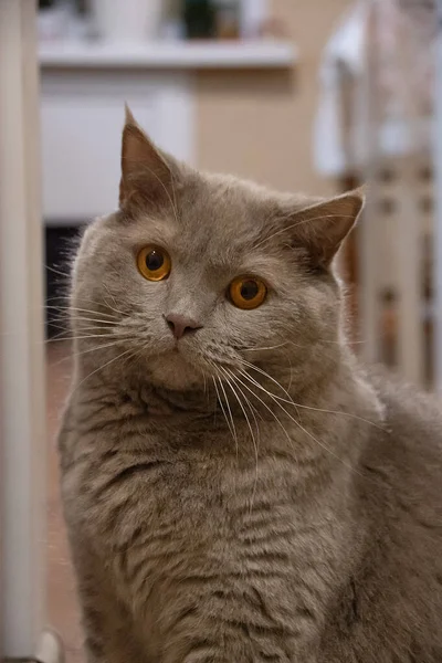 Gato Cinza Bonita Senta Olha Para Câmera Gato Britânico Com — Fotografia de Stock