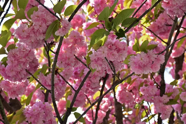Ramos Sakura Florescente Foto Tirada Abril Parque Istambul Turquia — Fotografia de Stock