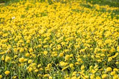 Çiçekli tay ayağı tarlası. Yeşil çimenlikteki sarı çiçekler. Rusya, Vologda 'da bahar