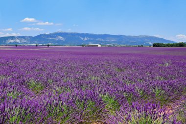 Valensole köyünün yakınlarında bitmeyen bir lavanta tarlası. Provence, Fransa