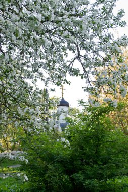 Kilisenin arka planında çiçek açan elma ağacı. Rusya, Vologda 'da bahar günü