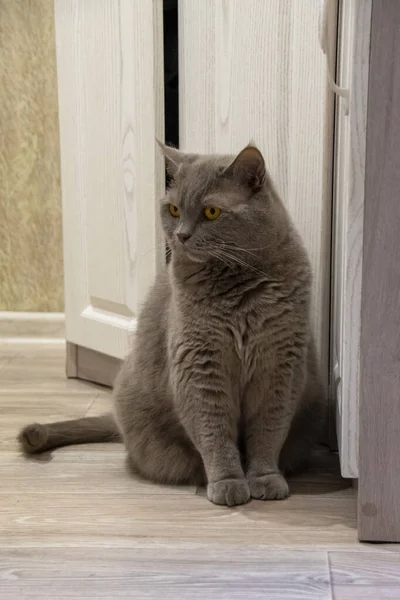 Gato Britânico Cinza Bonito Com Olhos Amarelos Senta Olha Para — Fotografia de Stock