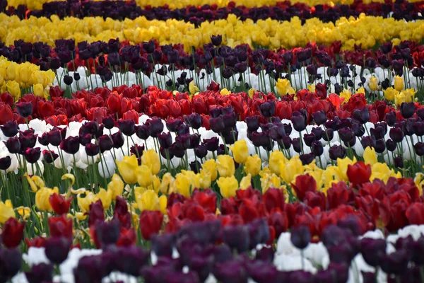 Rows of multi-colored tulips. Photo taken at the Tulip Festival in Emirgan Park, Istanbul, Turkey