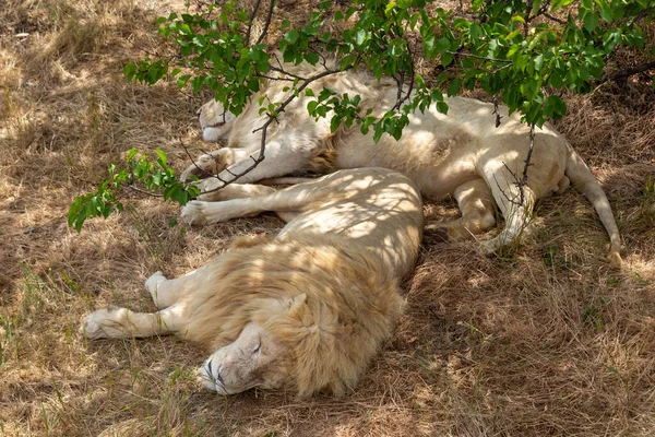 Två Lejon Sover Teri Träd Torrt Gräs — Stockfoto