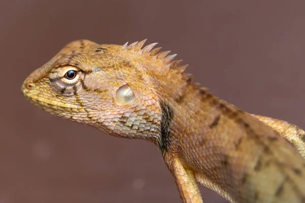 Lizard Head Light Brown Background — Stock Photo, Image