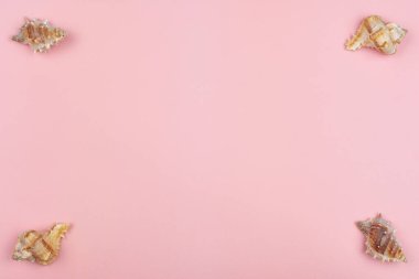 Pembe arka planda dört kabuk.