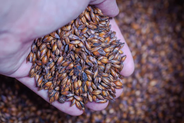 Bir avuç karamelli bira, bir erkeğin elinde malt arkaplanda yakın plan.