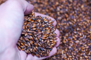 Bir avuç karamelli bira, bir erkeğin elinde malt arkaplanda yakın plan.