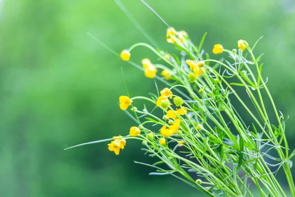 yellow wildflowers on a background of trees, texture, background, out of focus