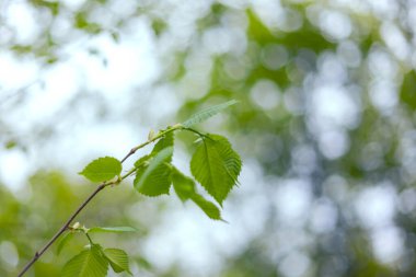 Yaprak, arkaplan, doku arkaplan üzerinde bir ağacın dalı