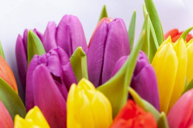 Renkli lalelerden oluşan buket yakın plan, makro, arkaplan veya doku olarak kullan