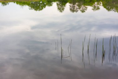 Nehrin yansımasında genç sazlıklar